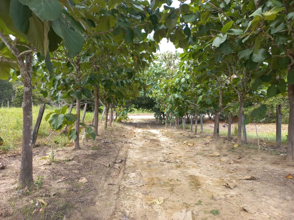 VENDE-SE SÍTIO DE 21 ALQUEIRES EM THEOBROMA/RO