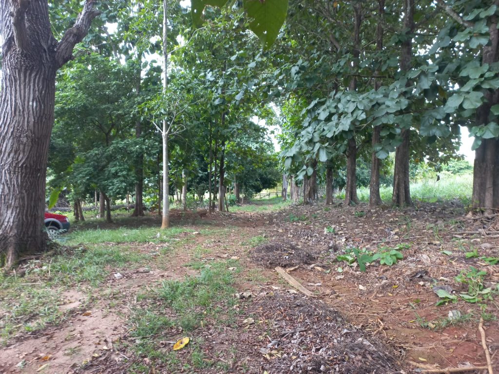 VENDE-SE SÍTIO DE 21 ALQUEIRES EM THEOBROMA/RO