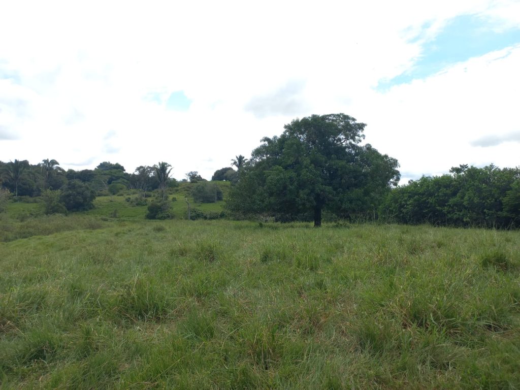 VENDE-SE SÍTIO DE 21 ALQUEIRES EM THEOBROMA/RO